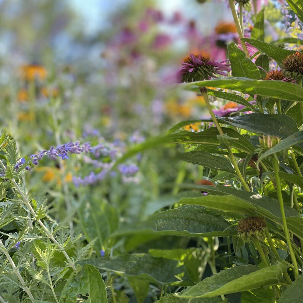 A field of wildflowers in a sunny day.