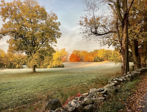 A field with trees and a stone wall.